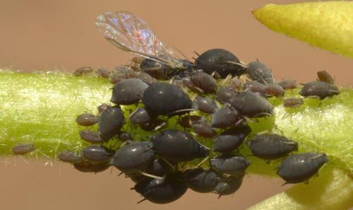 Réf. 300 814 : Aphis hederae